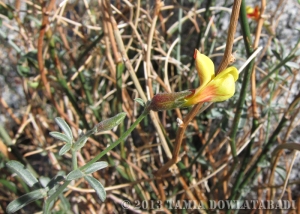 Desert lotus (Acmispon rigidus)
