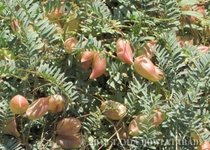 Parish milkvetch (Astragalus douglasii)