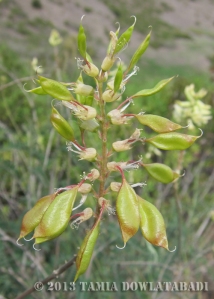 Coast locoweed (Astragalus trichopodus Var. lonchus)