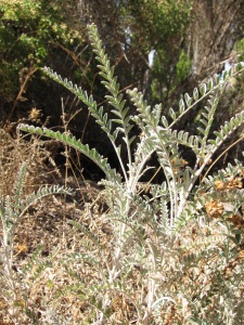 Coast locoweed - Astragalus trichopodus Var. lonchus