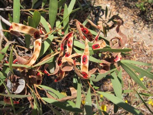 Cyclops acacia (Acacia cyclops) is from Australia