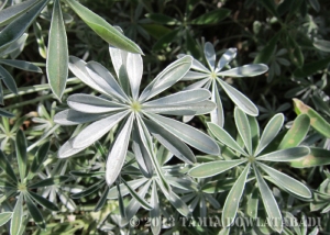 leaves of what is probably of a silver bush lupine (Lupinus albifrons) 