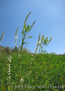 White and yellow sweet clover (Melilotus alba and officinalis) next to Lake Hodges.