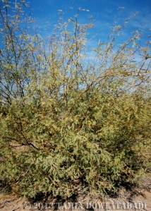 A mesquite tree planted in the Salton Sea area. I think it is Prosopis glandulosa var. torreyana.