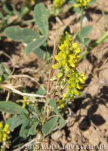 Indian sweet clover (Melilotus indicus) has very tiny flowers.